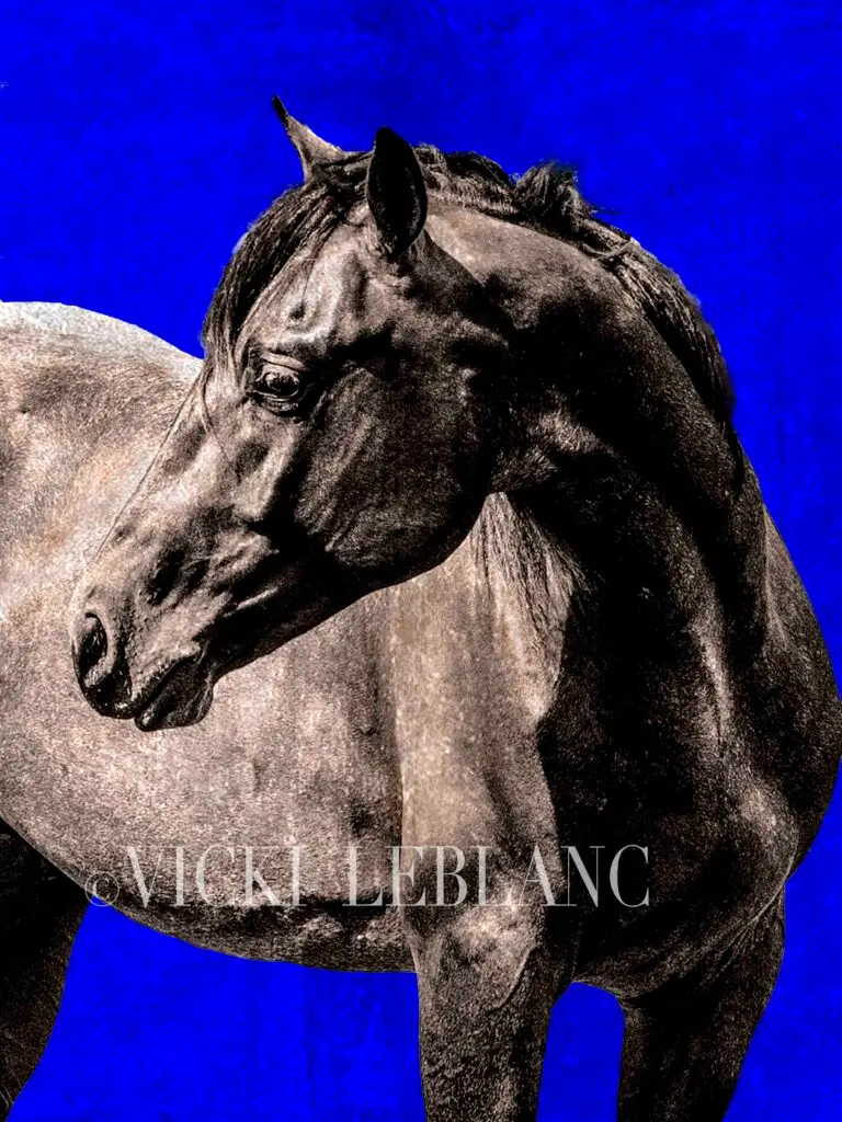 Horse (blue)